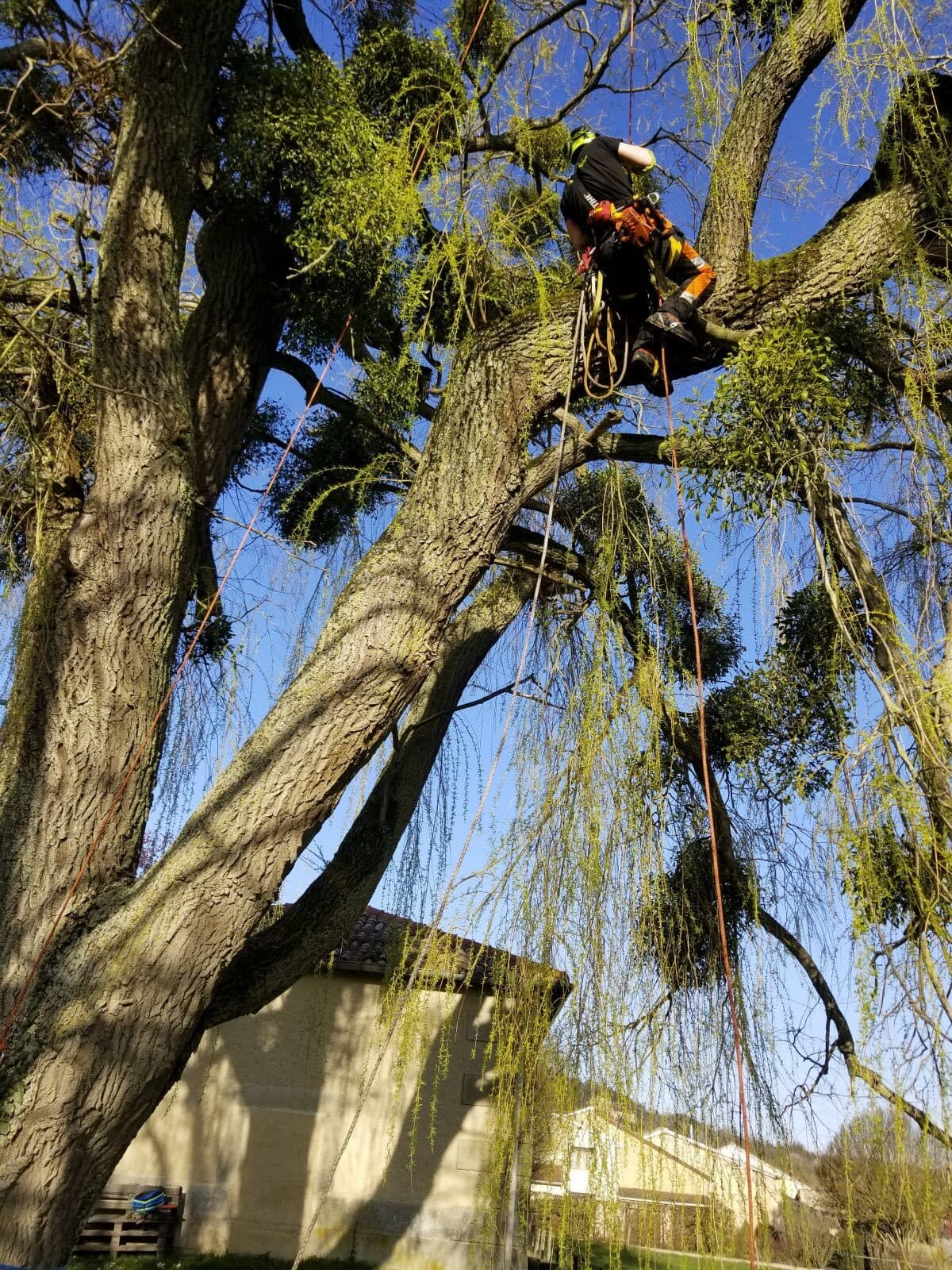 Élagage & démontage d'arbres